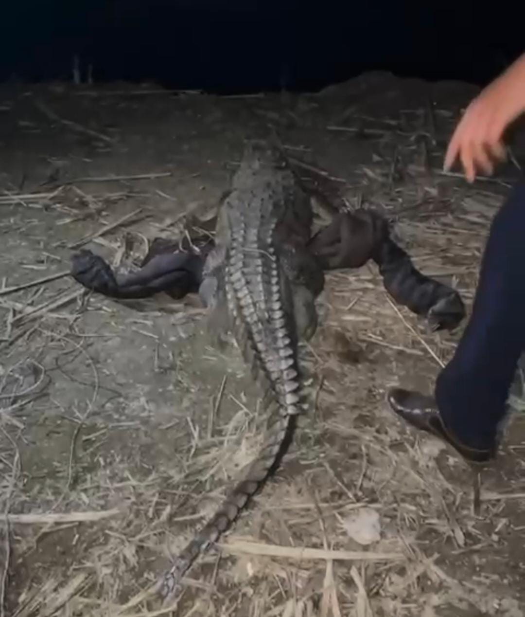 Crocodile reached the populated area, panic spread among the villagers