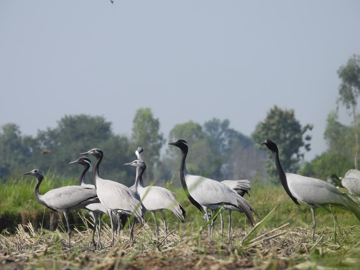 The crane family also increased in DTR