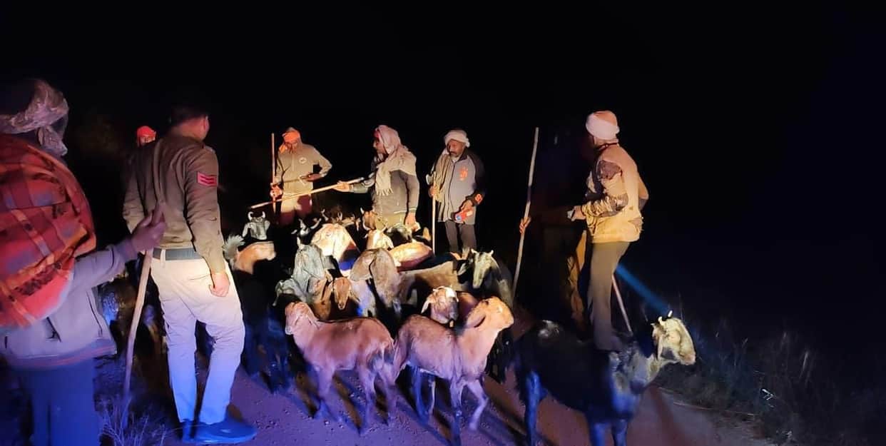 Satna News: Goats Looted from Kusmuhi Forest Recovered on MP–UP Border, Handed Over to Shepherds