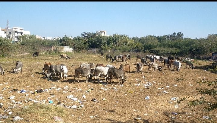 The municipal corporation's efforts to catch stray cattle are proving to be a complete failure.