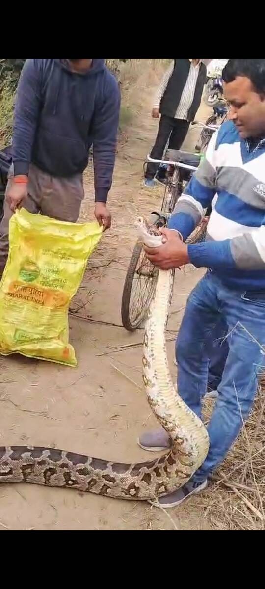 Villagers panicked after spotting python in Khajuha village