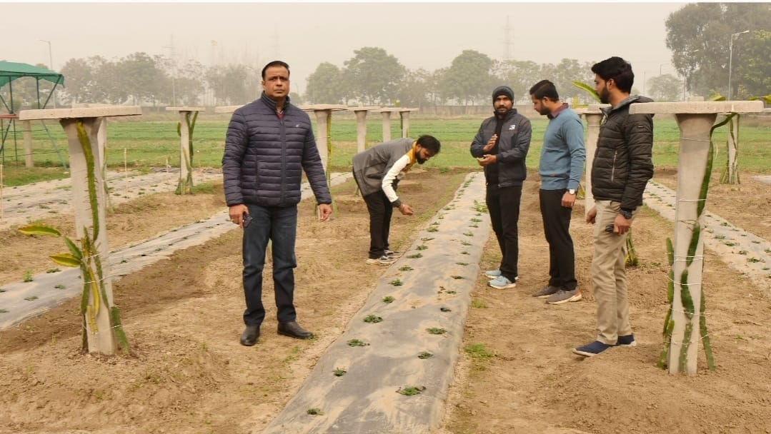 Strawberry cultivation along with dragon fruit will make farmers rich