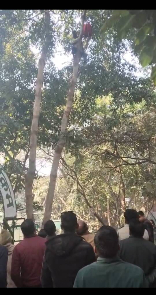 Forest worker climbs a tree at the DFO office after not being made permanent.