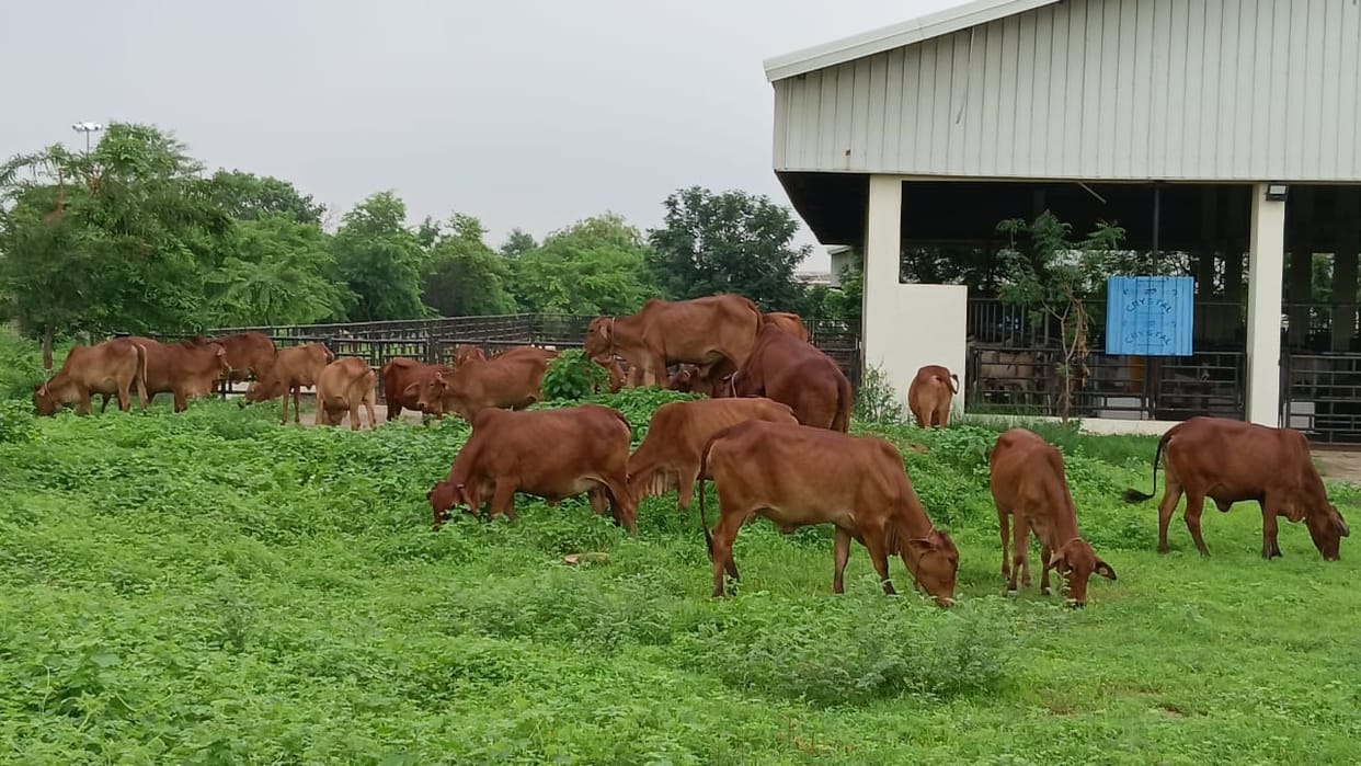 Four indigenous Sahiwal cows conceived through embryo transplantation.