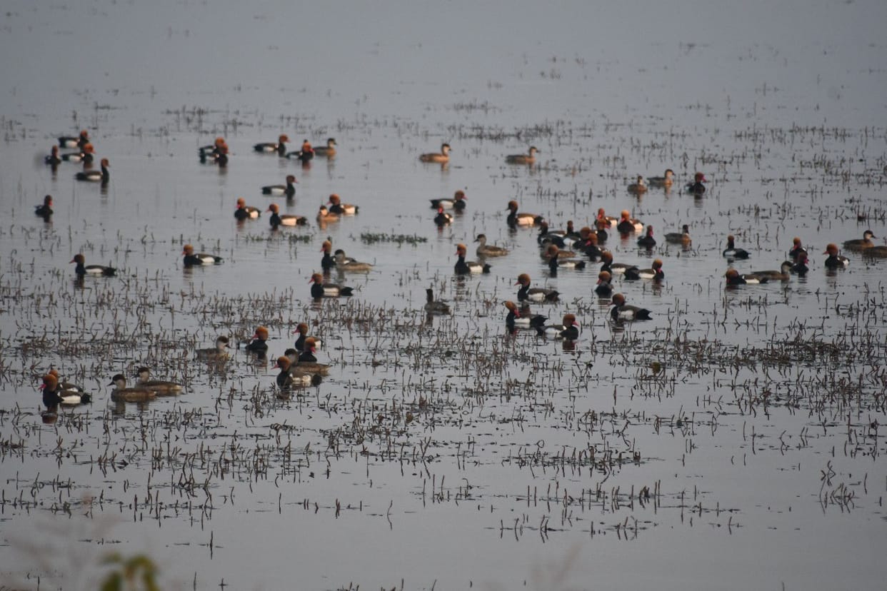The Tulshipur-Rampur range echoed with the clamor of foreign guests