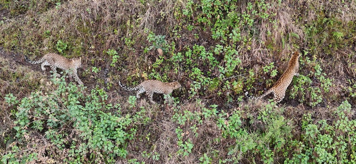 The sighting of three leopards together in the Barakot area has created panic among the people.