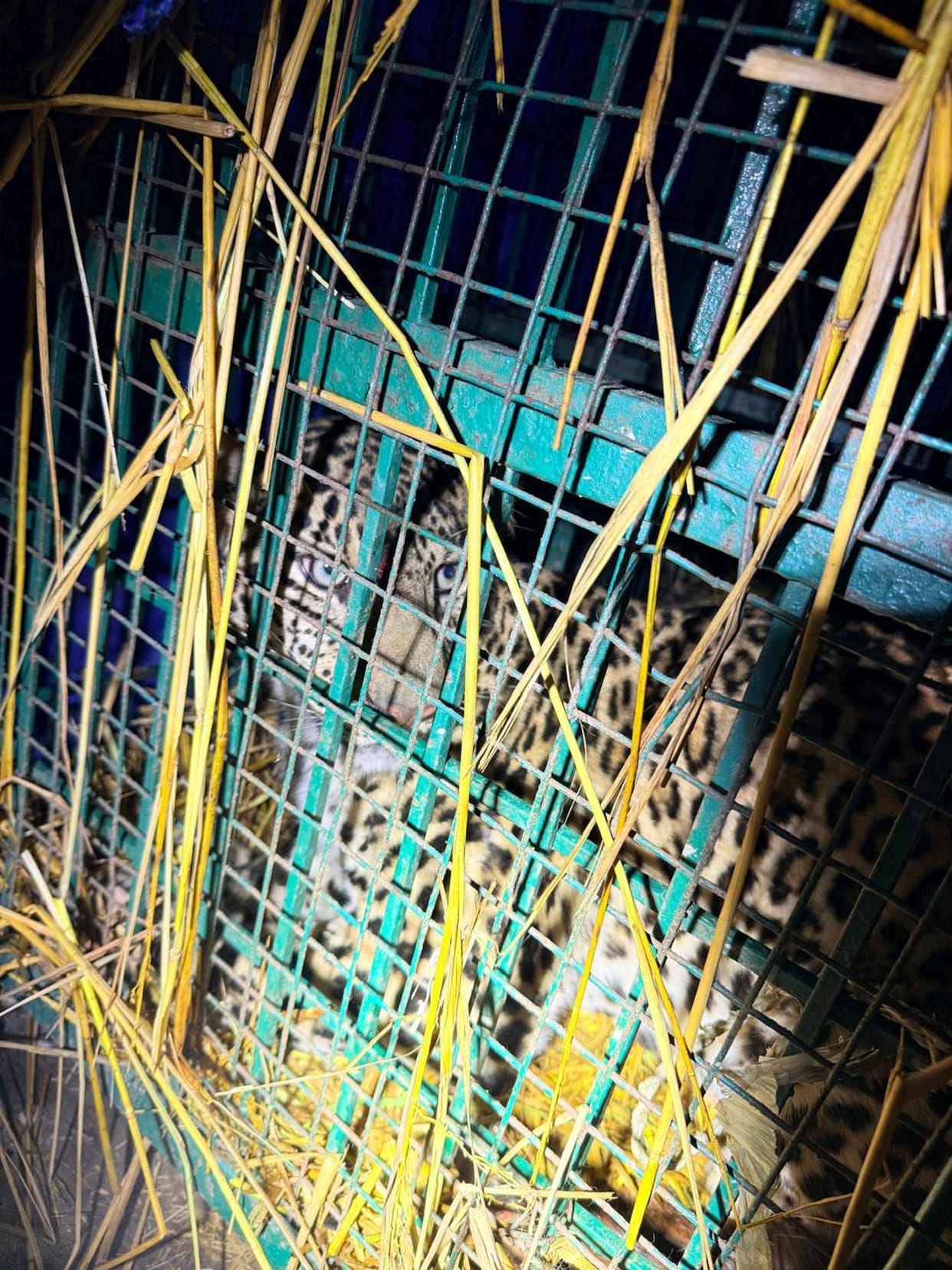 Leopard captured in cage in Ayodhyapurwa village
