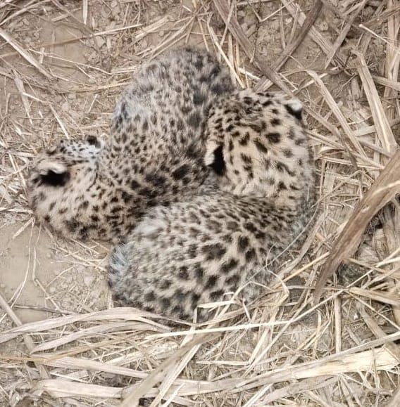 The female leopard did not return even on the second day, the department is monitoring the cubs.