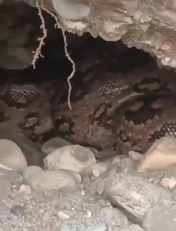 Panic spreads in Koliwala village after a pair of pythons are spotted