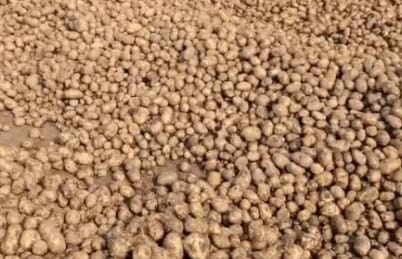 Potato prices fall, farmers say they are not even recovering their costs