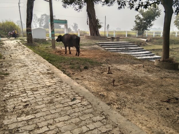 Cattle tied in the Amrit Sarovar built at a cost of lakhs, cow dung cakes spread