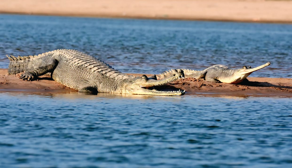 The number of crocodiles and dolphins has increased in Chambal.