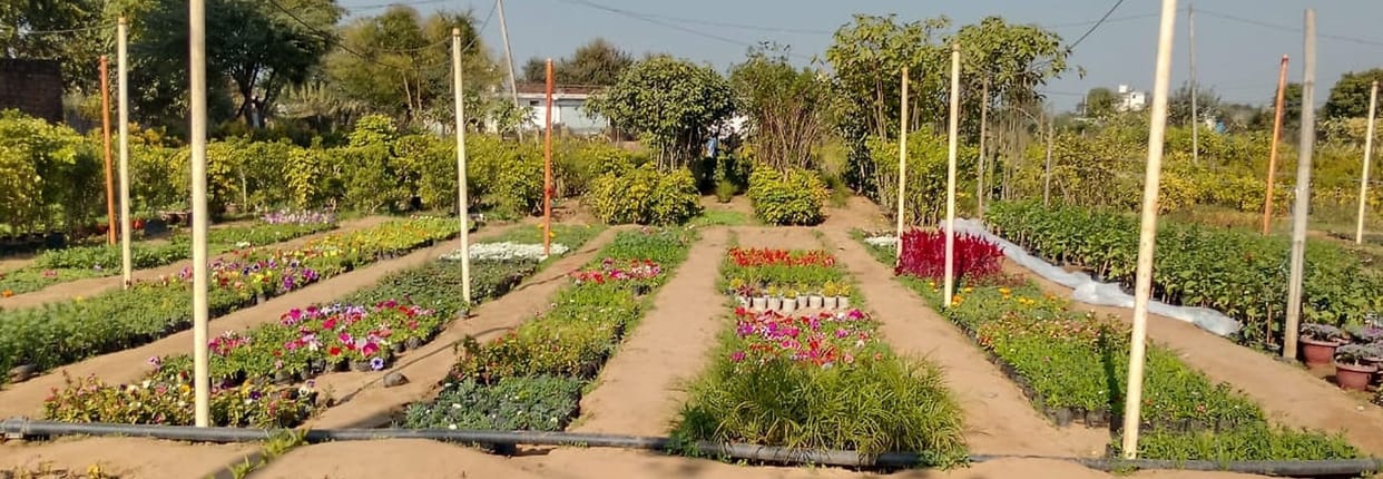 Cold weather affects nursery business, hopes for income from seasonal plants