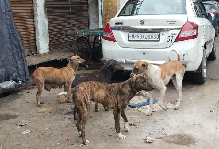 Teachers' new duty: monitoring stray dogs