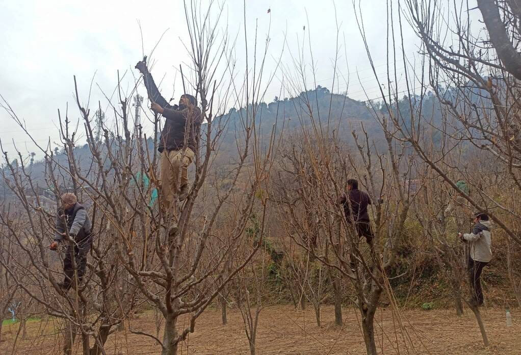Gardeners are coming from Shimla and Mandi to buy plants.
