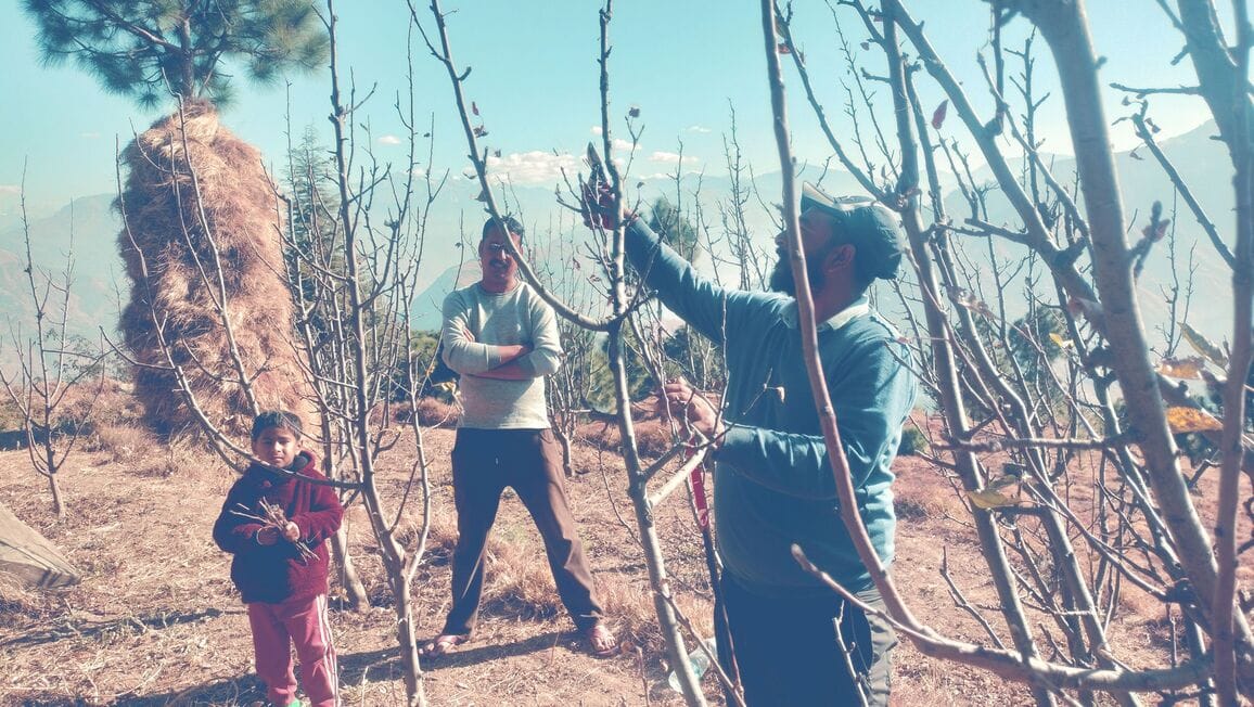 Pruning work begins in apple orchards in Nirmand