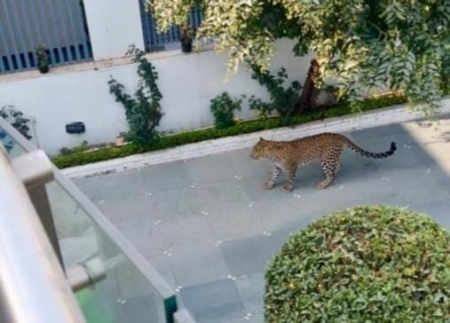 Four hours of terror... leopard entered the house