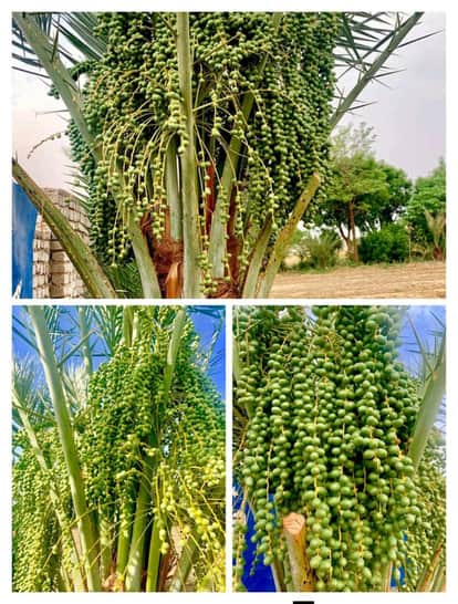 prabhulal saini date palm new varieties patent tonk
