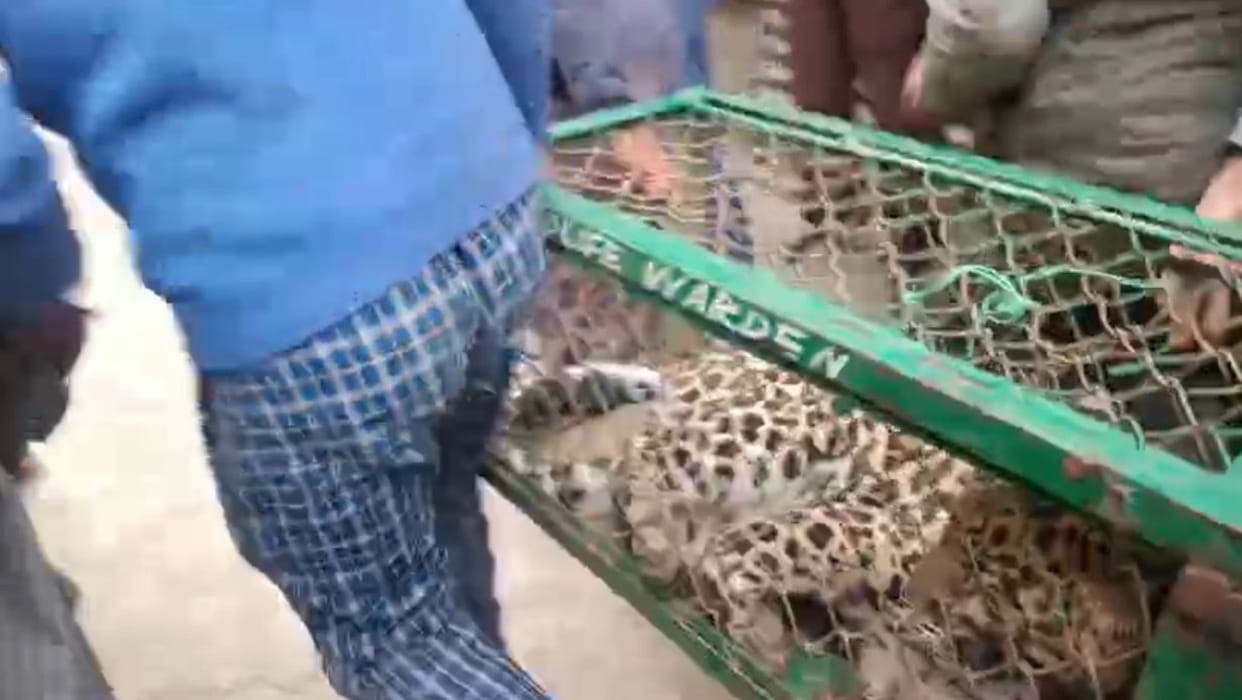Srinagar, Leopard Attack, Three Injured, Army And Police Caught