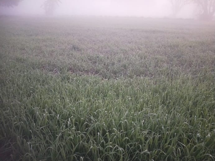 Morning fog and afternoon sunshine increased the problems of farmers.