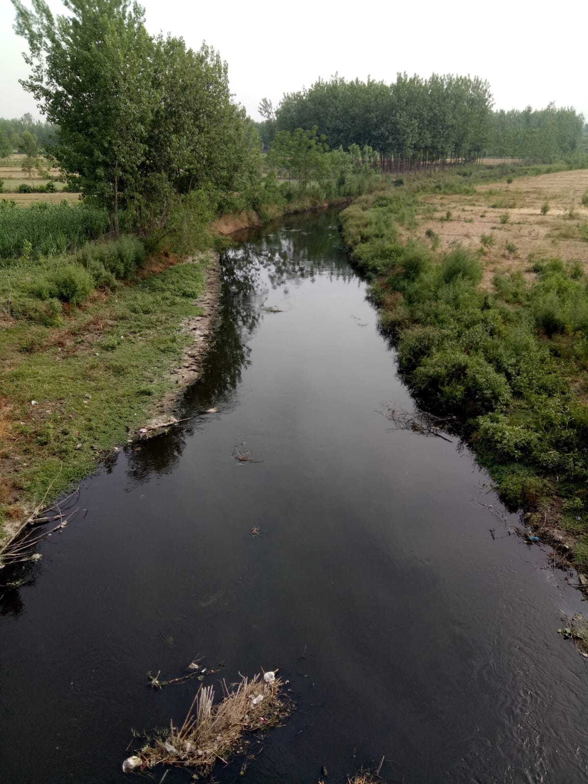 This year also passed, Hindon could not become pollution free.