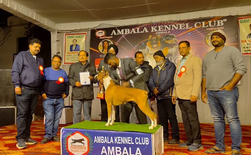 German Shepherd Wins Dog Show, Becomes Best in Show