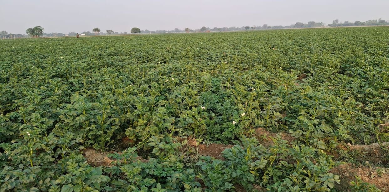Weather damages crops, fear of blight disease in potato crop