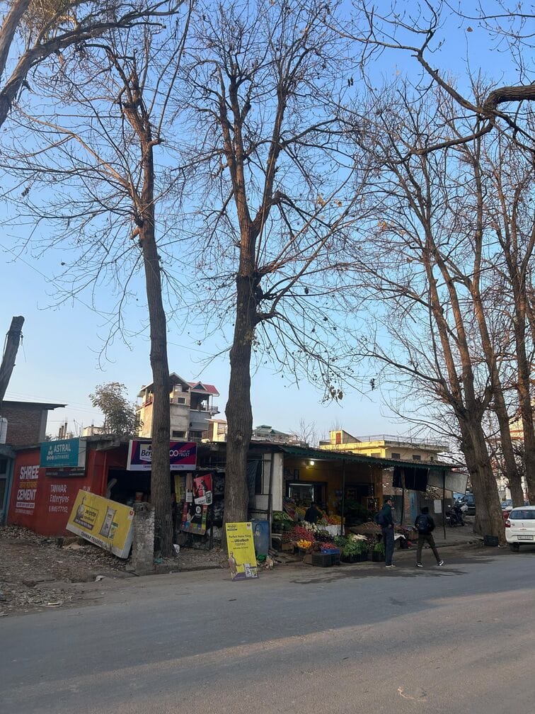Dry trees pose a problem in Kunihar, schools are in danger.