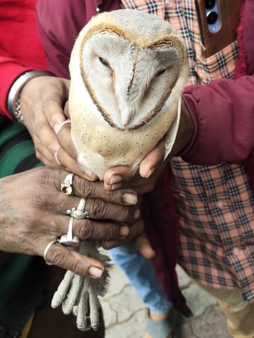 American species of owl found in Babaganj