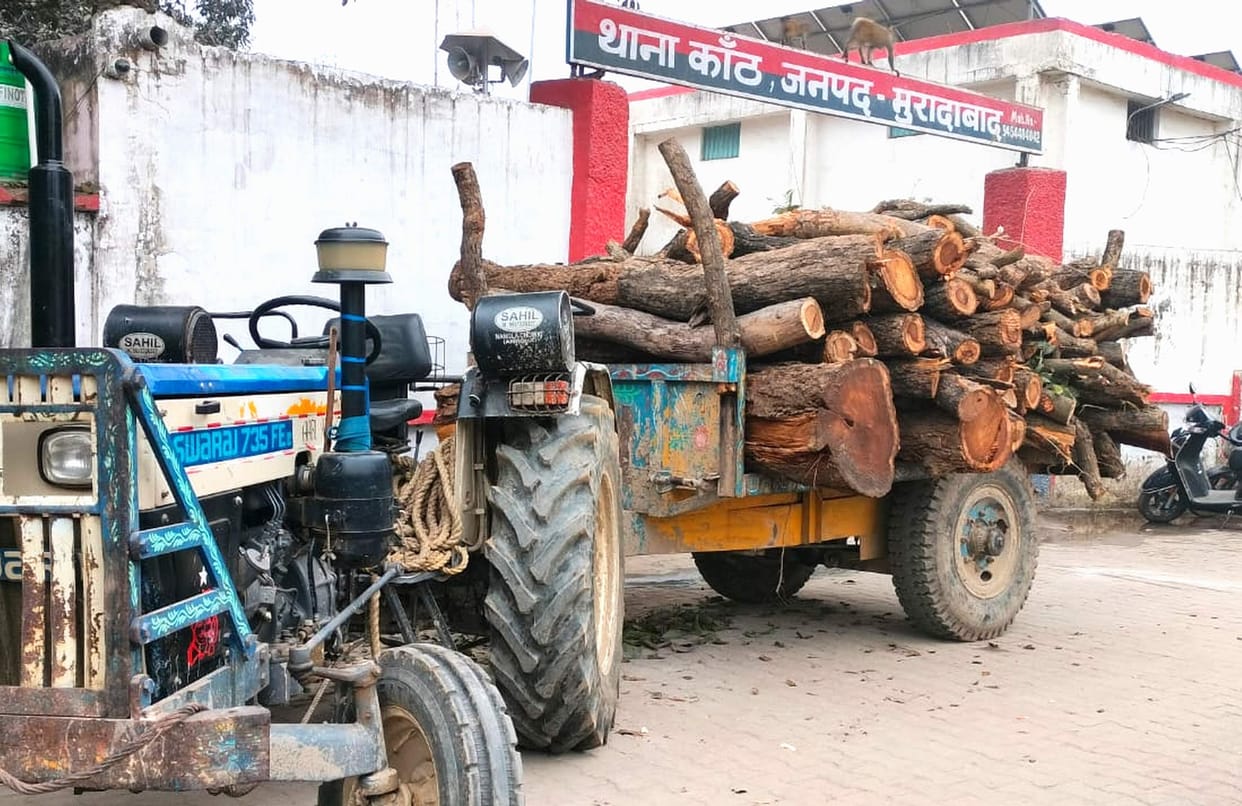 11 trees were auctioned, but the contractor cut down 17 trees, causing uproar.
