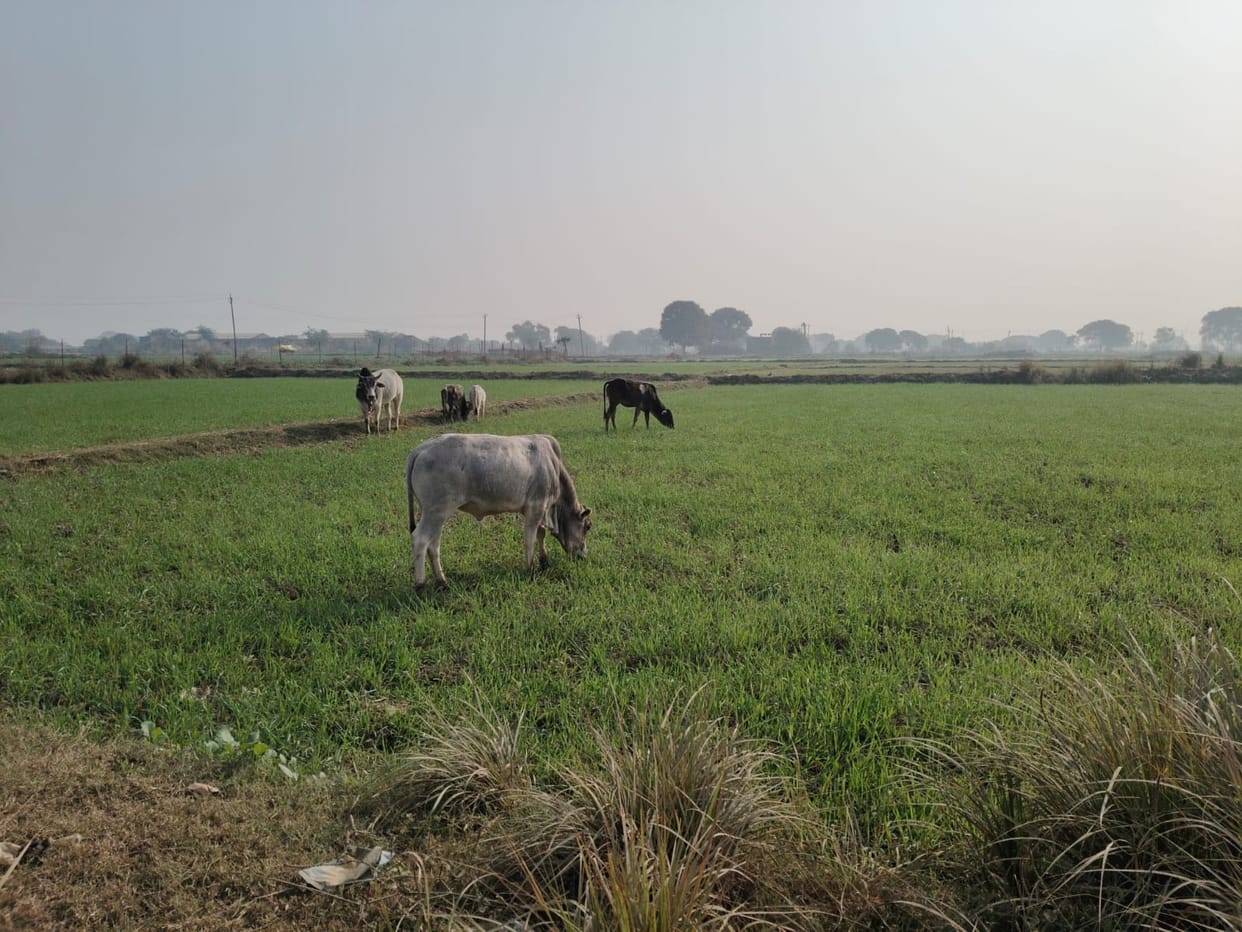 Stray animals and Nilgai are destroying the crops
