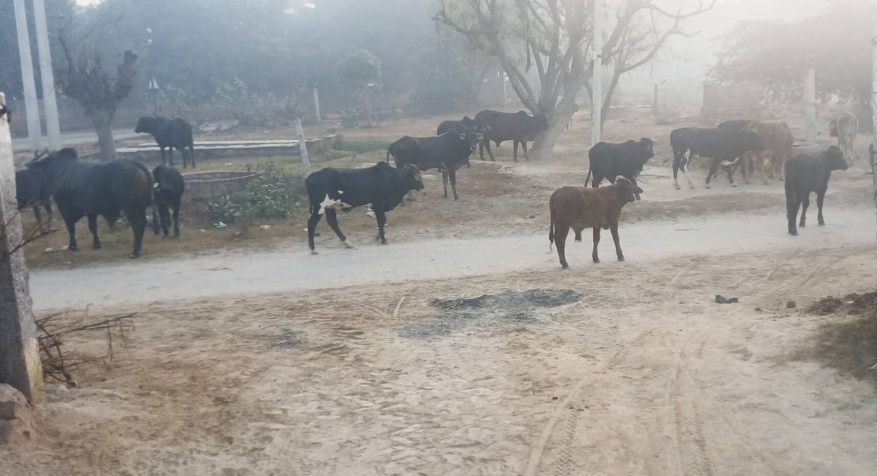 The village is overrun with stray animals, forcing farmers to camp in their fields