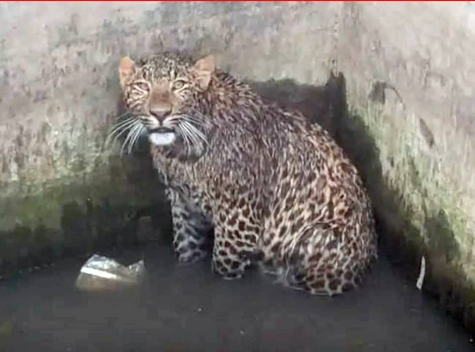 Leopard falls into water tank, rescued safely