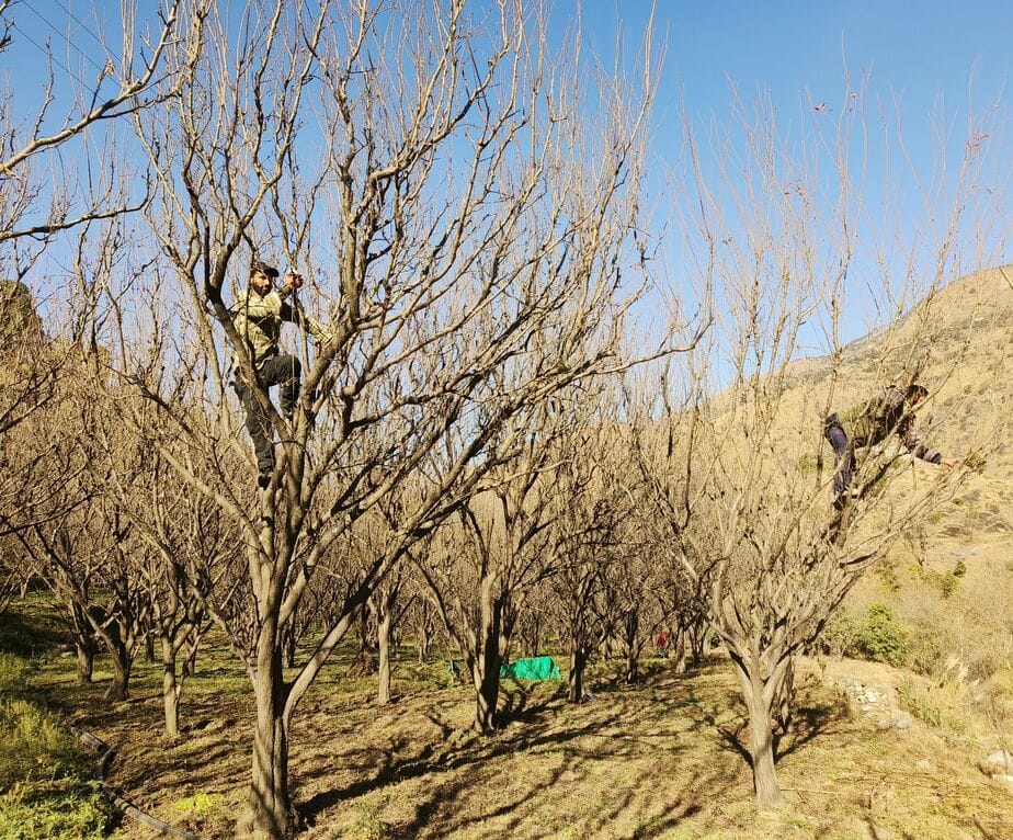 Gardeners engaged in pruning plums in Rampur area
