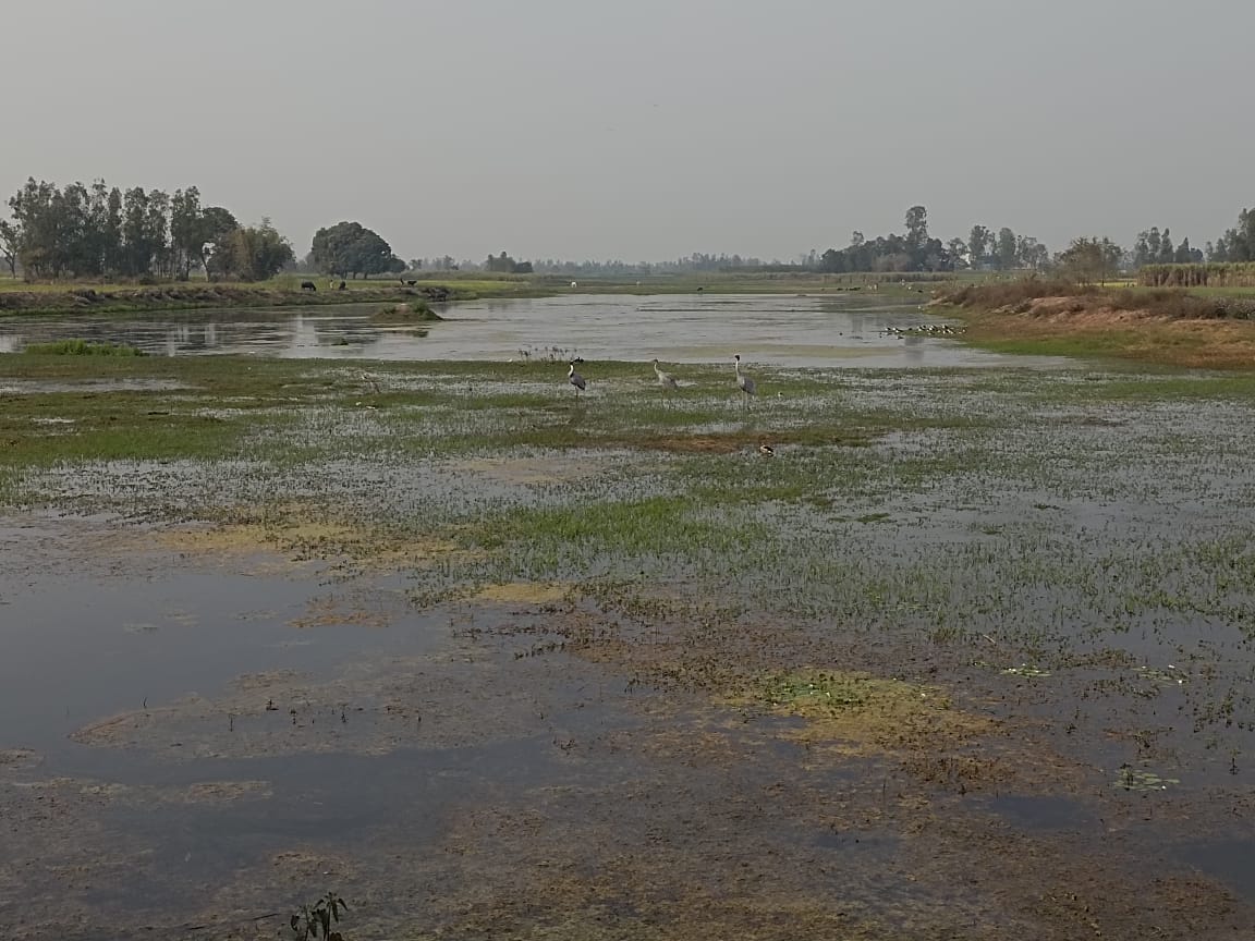 Migratory birds did not come to the source of the Sai River this time