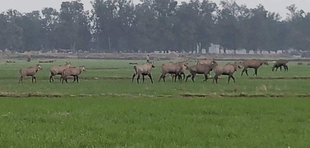 Siddharthnagar News: Nilgai is destroying the wheat crop