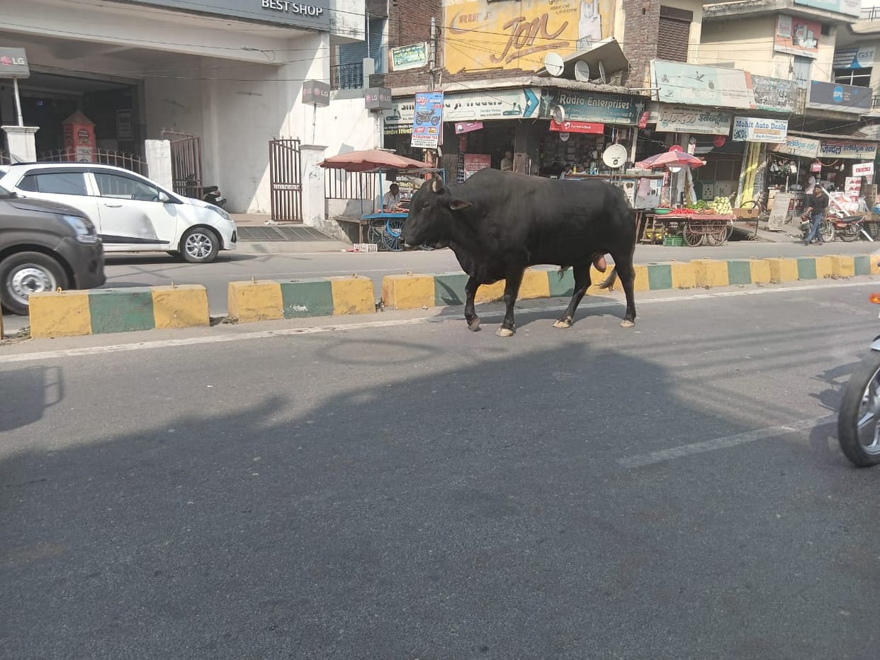 Be careful in the fog... stray animals roaming the streets