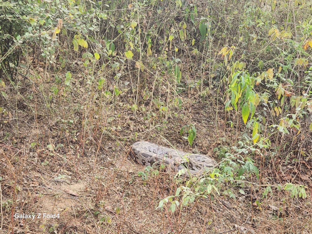 Villagers were frightened after seeing a python on the roadside.