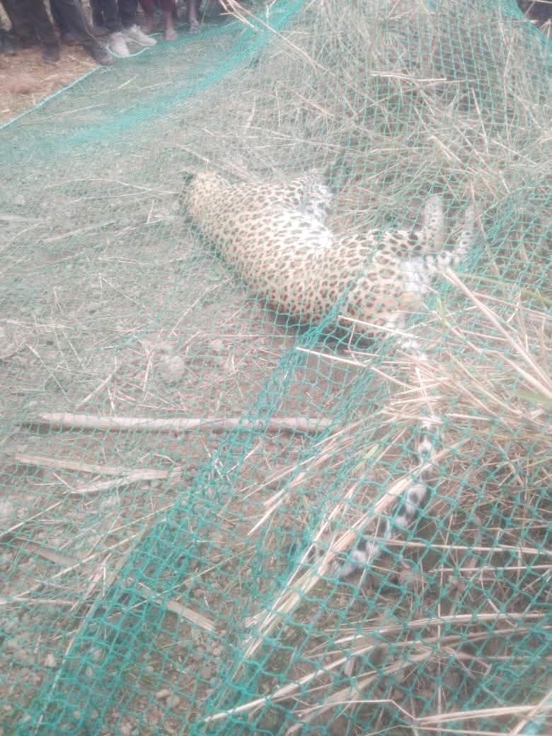 Two leopards came out of the sugarcane field and attacked a farmer