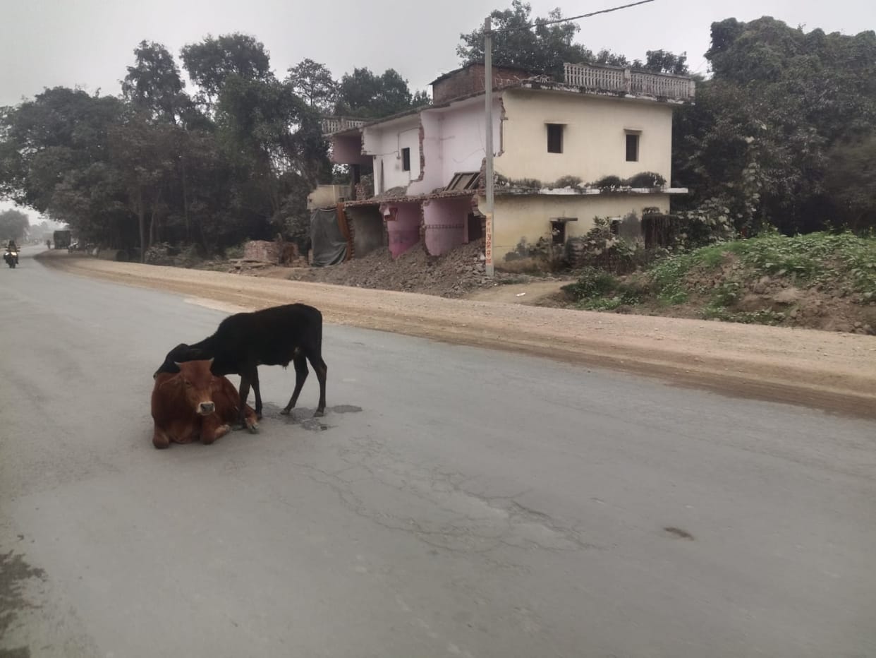 Roads become a refuge for stray animals, increasing the risk of accidents.