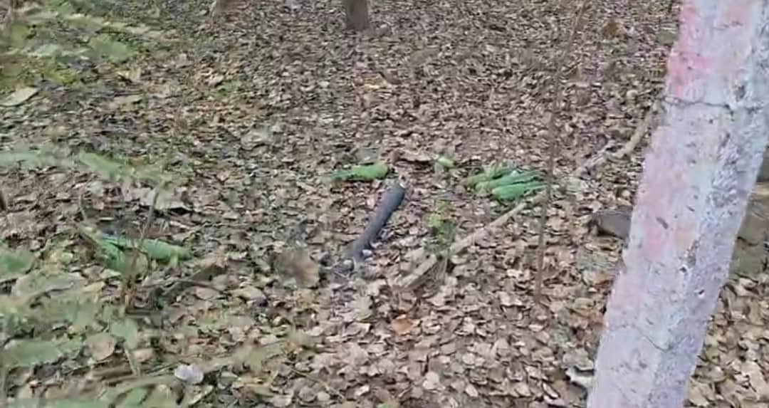 बड़ी संख्या में तोतों की मौत हो गई।