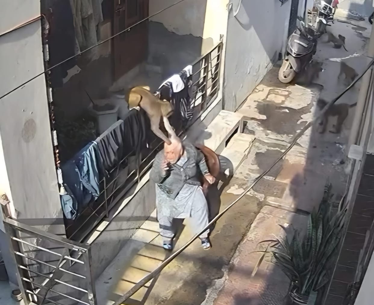 An elderly woman suffered serious injuries while sunbathing when a troop of monkeys attacked her, biting her in several places.