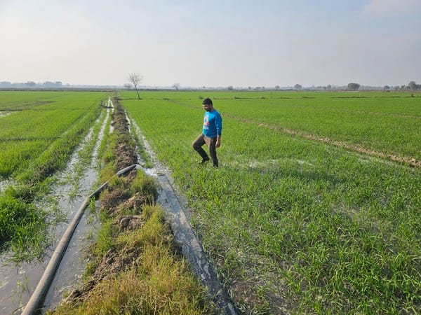 Spraying urea fertilizer is essential to protect wheat from the cold.