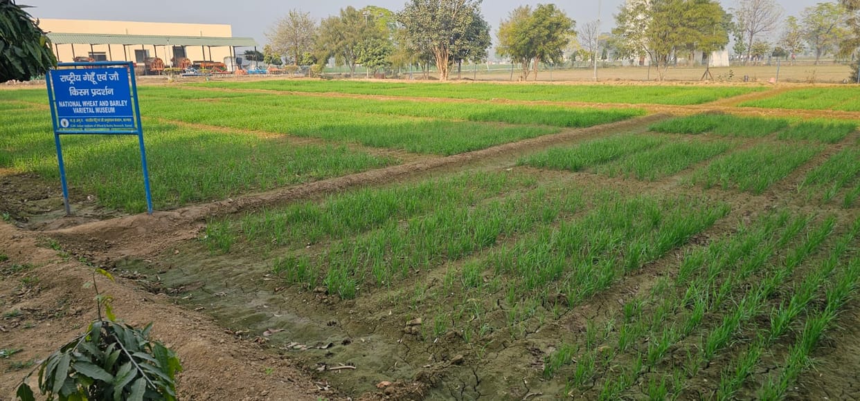 Plan to increase wheat production through early DW 327 and late JK 261 varieties