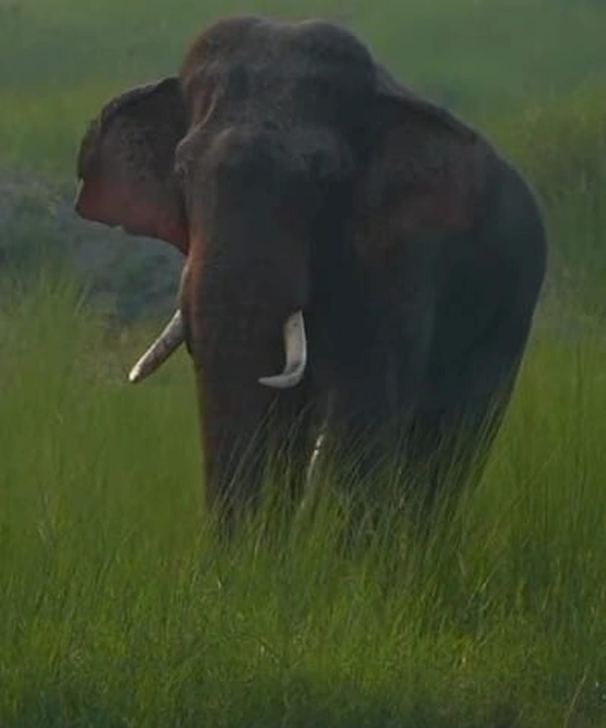 Tusker seen in trans saffron near Bardiya Tower