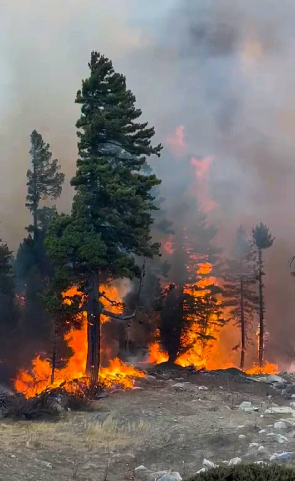 Fire breaks out in Lippa forest, forest wealth worth lakhs reduced to ashes