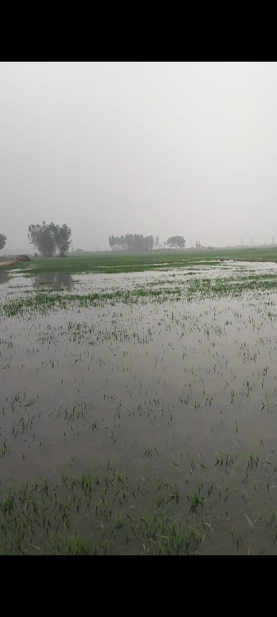 Water was not available when needed, now 100 bighas of wheat crop is submerged