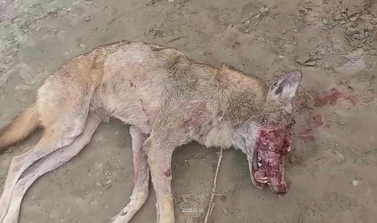 Eighth wolf killed in the Saryu basin