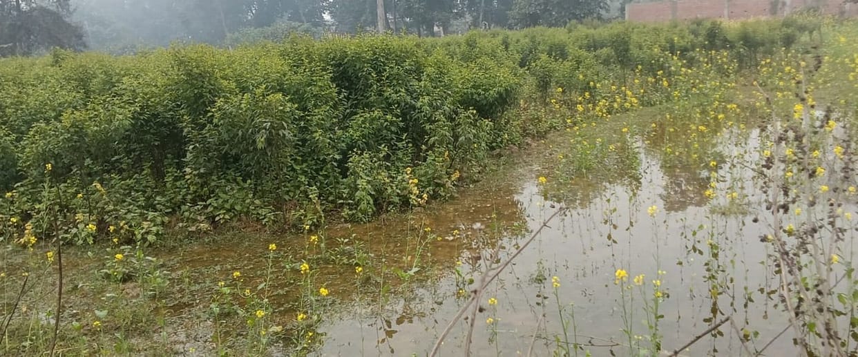 15 bigha crops submerged due to Patkhauli Minor overflowing