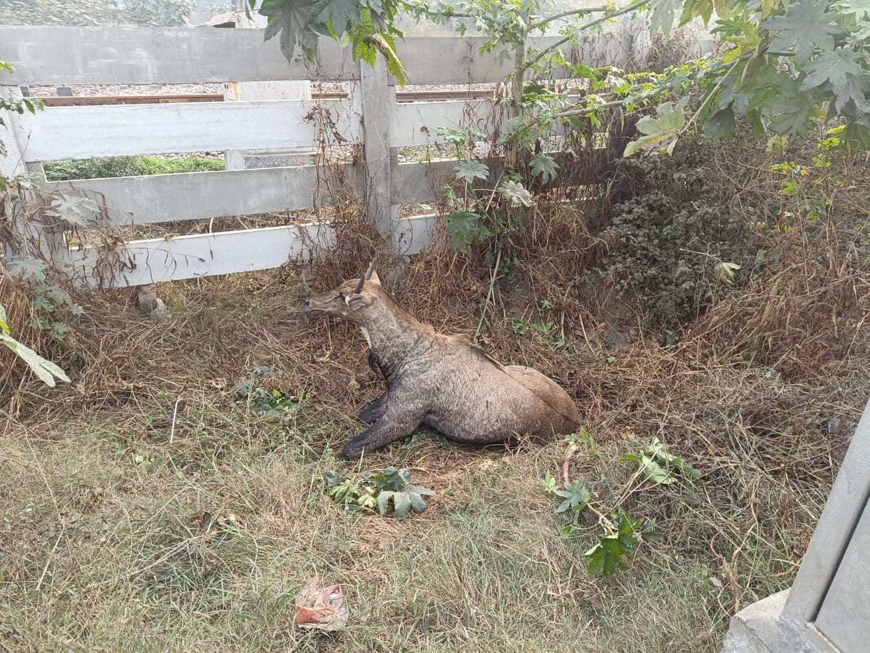 Nilgai injured after colliding with goods train in fog